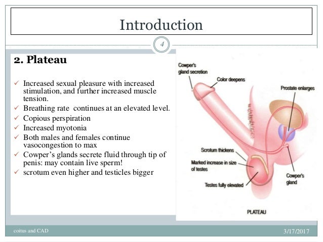 Can vasocongestion increase sperm count Inflatable dildo demo